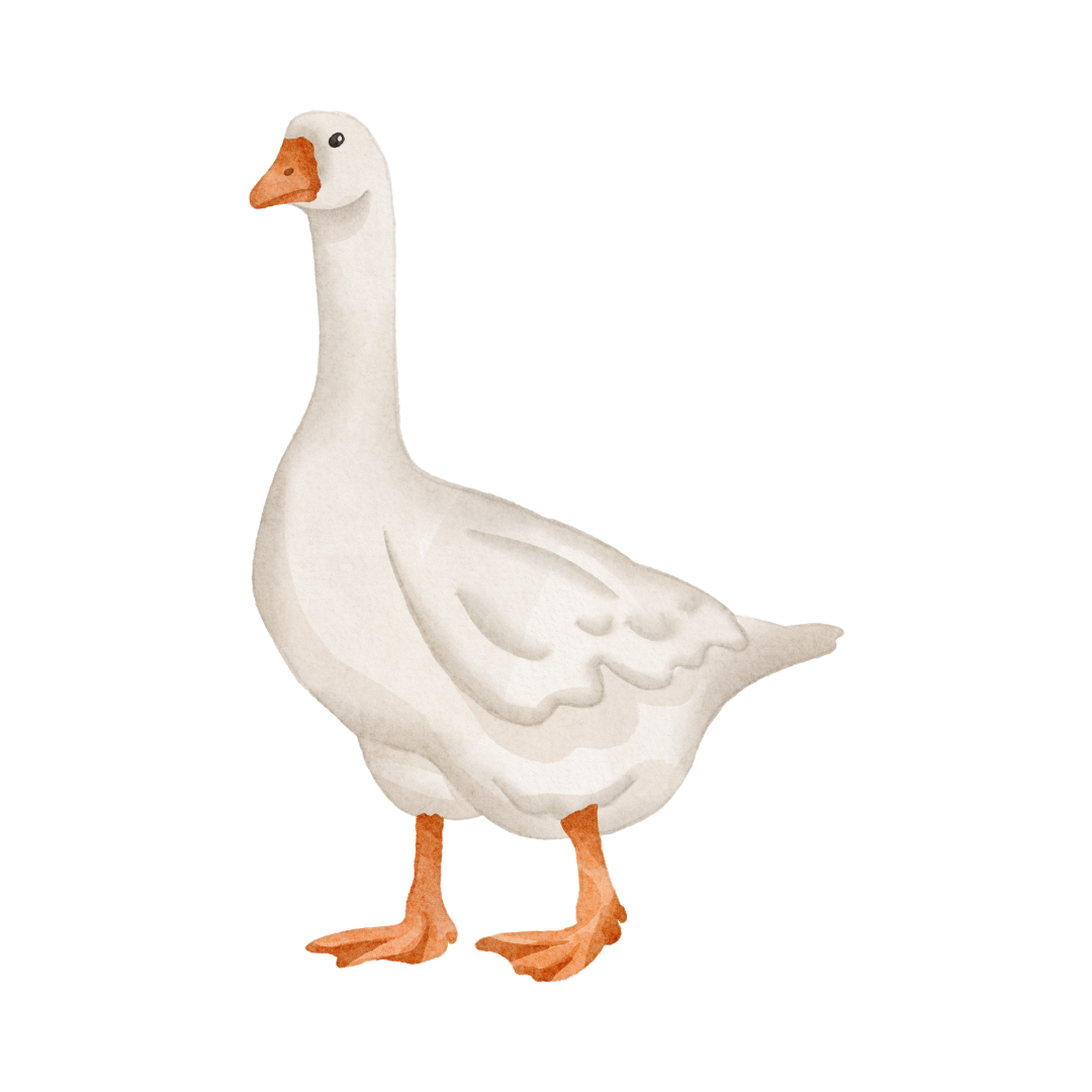 Gans