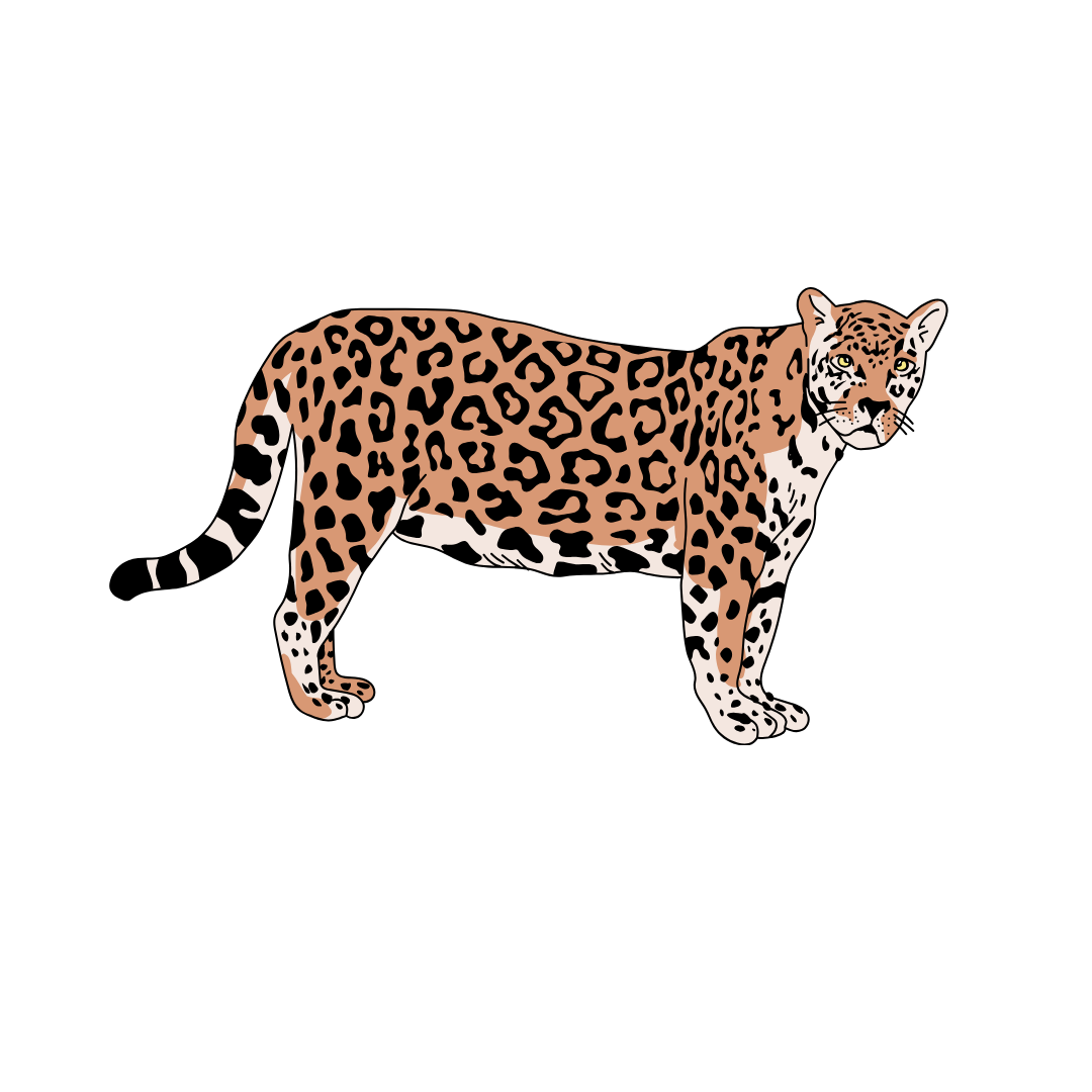Jaguar