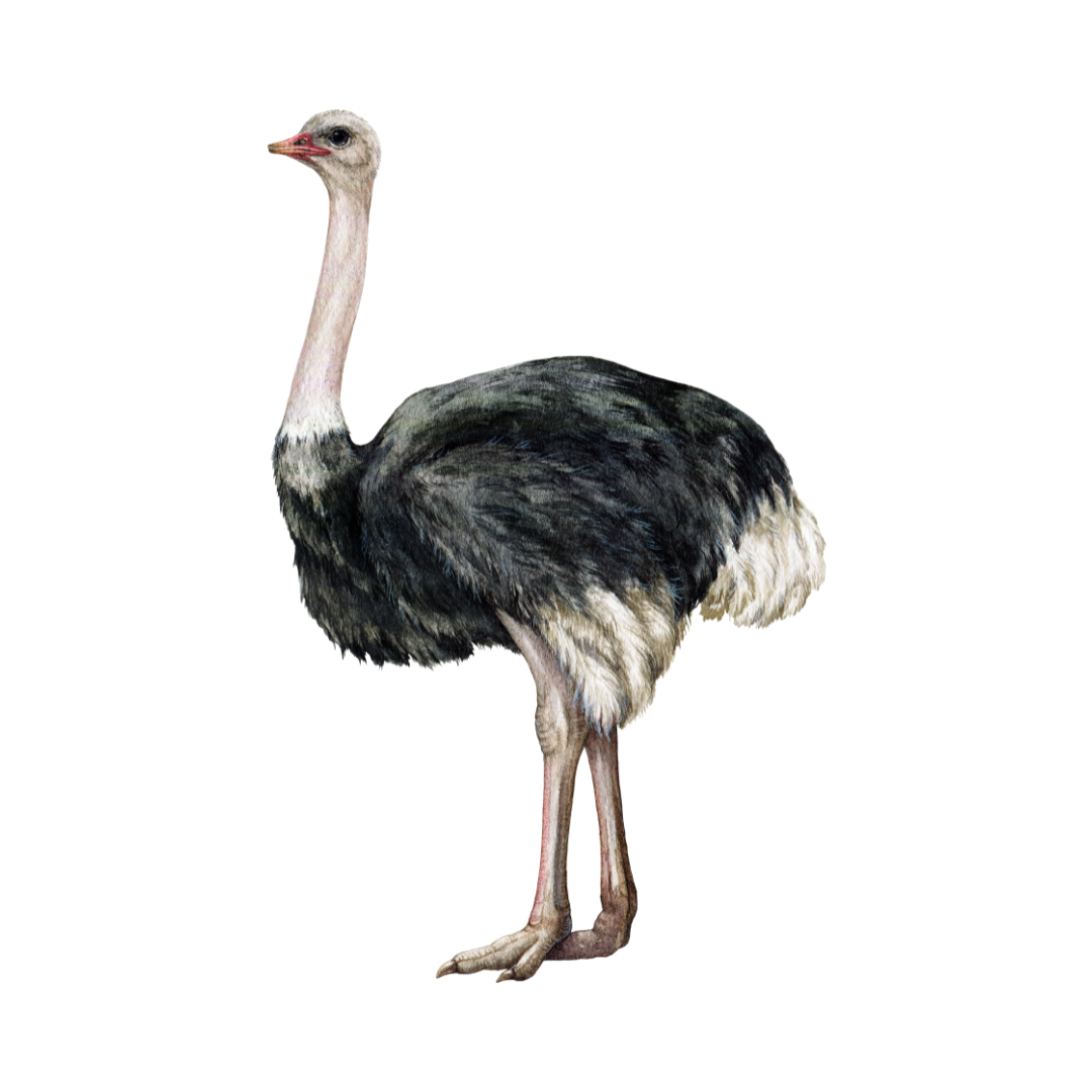 Strauß
